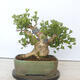 Outdoor bonsai - Jinan biloba - Ginkgo biloba - 3/5