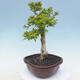 Indoor bonsai - Duranta erecta Aurea - 3/7