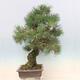 Outdoor bonsai - Pinus thunbergii - Thunberg pine - 3/5