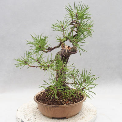 Outdoor bonsai - Pinus sylvestris - Scots pine - 3