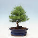Indoor bonsai-Pinus halepensis - 3/4