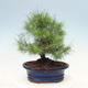 Indoor bonsai-Pinus halepensis - 3/4