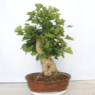 Outdoor bonsai - Jinan biloba - Ginkgo biloba - 3