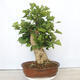 Outdoor bonsai - Jinan biloba - Ginkgo biloba - 3/5