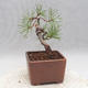 Outdoor bonsai - Pinus sylvestris - Scots pine - 3/4