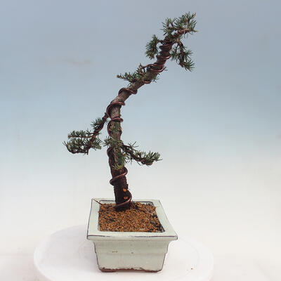 Outdoor bonsai - Cedrus Libani Brevifolia - Cedar green - 3