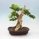 Indoor bonsai - Duranta erecta Aurea - 3/4