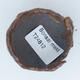 Ceramic shell 5 x 5 x 4 cm, color brown - 3/3