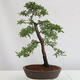 Outdoor bonsai - Prunus spinosa - blackthorn - 3/4
