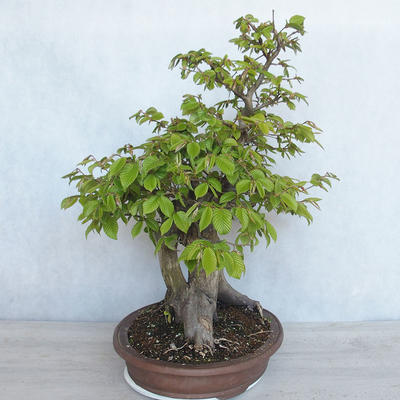 Outdoor bonsai Carpinus betulus- Hornbeam VB2020-485 - 3