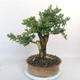 Outdoor bonsai - Boxwood - 3/5
