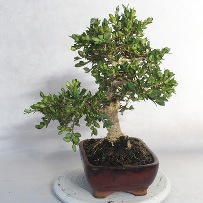 Outdoor bonsai - Boxwood - 3