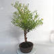 Outdoor bonsai- St. John's wort - Hypericum - 3/6