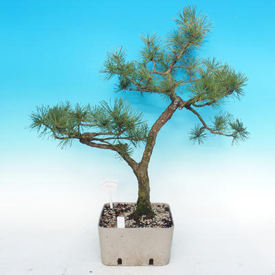 Yamadori - Scots pine - Pinus sylvestris - 3