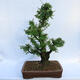 Outdoor bonsai - Zelkova - Zelkova NIRE - 3/6