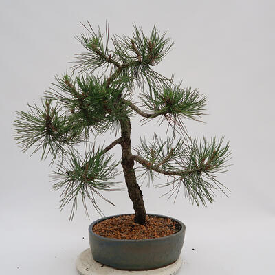 Outdoor bonsai - Pinus Nigra - Black pine - 3