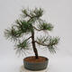 Outdoor bonsai - Pinus Nigra - Black pine - 3/4