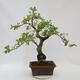 Outdoor bonsai - beautiful Callicarpa - 3/7