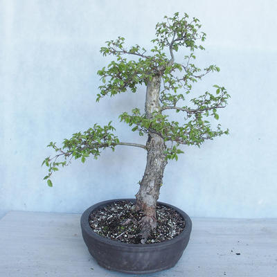 Outdoor bonsai -Ulmus GLABRA Elm VB2020-495 - 3