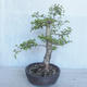 Outdoor bonsai -Ulmus GLABRA Elm VB2020-495 - 3/5