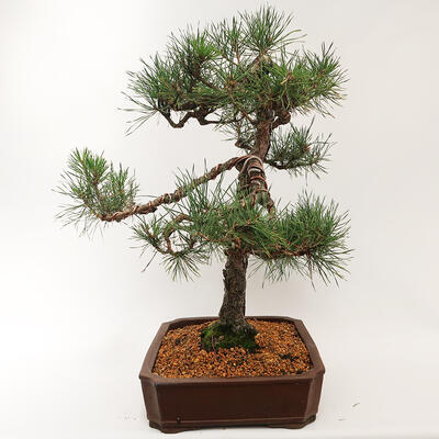 Outdoor bonsai - Pinus sylvestris - Forest pine - 3