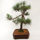 Outdoor bonsai - Pinus sylvestris - Forest pine - 3/5