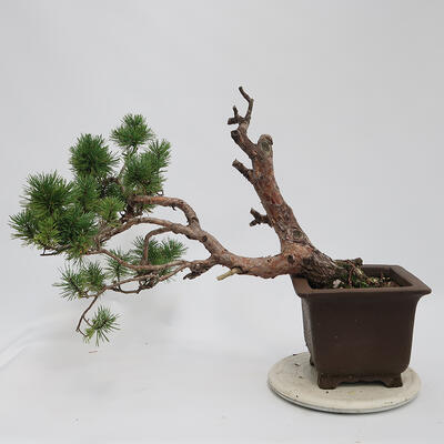 Outdoor bonsai - Pinus sylvestris Watereri - Forest pine - 3