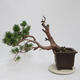 Outdoor bonsai - Pinus sylvestris Watereri - Forest pine - 3/5
