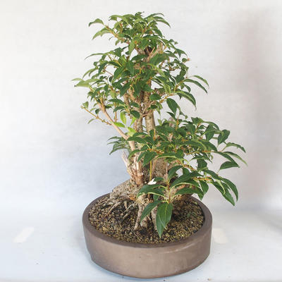 Outdoor bonsai - Forsythia - Forsythia - 3