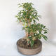 Outdoor bonsai - Forsythia - Forsythia - 3/5