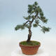 Outdoor bonsai - Pinus parviflora - Small pine tree - 3/4