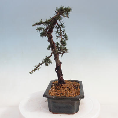 Outdoor bonsai - Cedrus Libani Brevifolia - Cedar green - 3