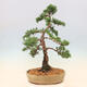 Outdoor bonsai - Juniperus chinensis Kishu - Chinese juniper - 3/5