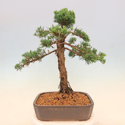 Outdoor bonsai - Juniperus chinensis Kishu - Chinese juniper - 3