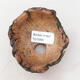 Ceramic shell 8 x 7.5 x 7 cm, color natural green - 3/3