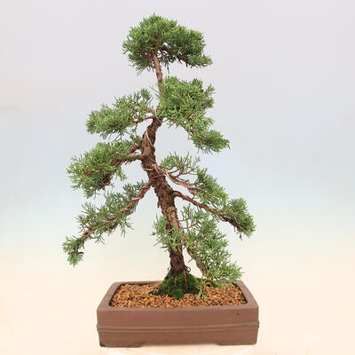 Outdoor bonsai - Juniperus chinensis Kishu - Chinese juniper - 3
