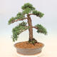 Outdoor bonsai - Juniperus chinensis Kishu - Chinese juniper - 3/5