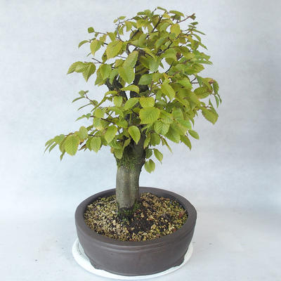 Outdoor bonsai - Hornbeam - Carpinus betulus - 3
