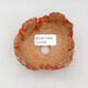 Ceramic Shell 10 x 9 x 6 cm, color natural orange - 3/3