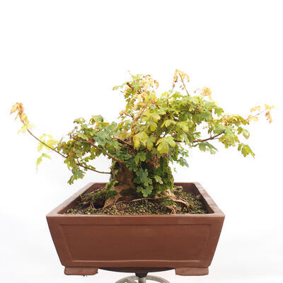 Outdoor bonsai - Baby maple - Acer campestre - 3