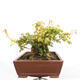 Outdoor bonsai - Baby maple - Acer campestre - 3/6