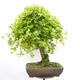 Outdoor bonsai - Baby maple - Acer campestre - 3/5