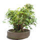 Outdoor bonsai - Baby maple - Acer campestre - 3/6