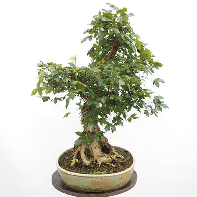 Outdoor bonsai - Baby maple - Acer campestre - 3