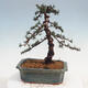 Outdoor bonsai - Cedrus Libani Brevifolia - Cedar green - 3/5