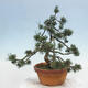 Outdoor bonsai - Pinus parviflora - Small pine tree - 3/4