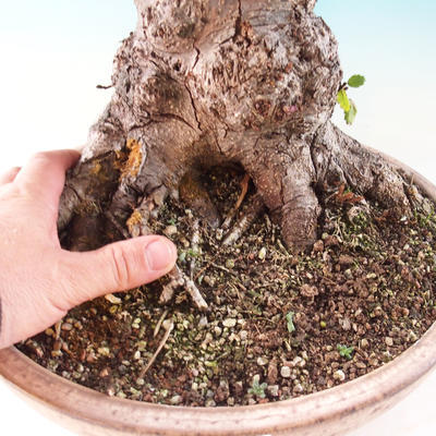 Outdoor bonsai - Sticky bats - Alnus glutinosa - 3