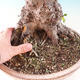 Outdoor bonsai - Sticky bats - Alnus glutinosa - 3/3