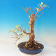 Outdoor bonsai - Zlatice - Forsythia - 3/3