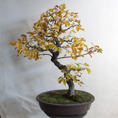 Outdoor bonsai - Asian maple - Acer negundo - 3